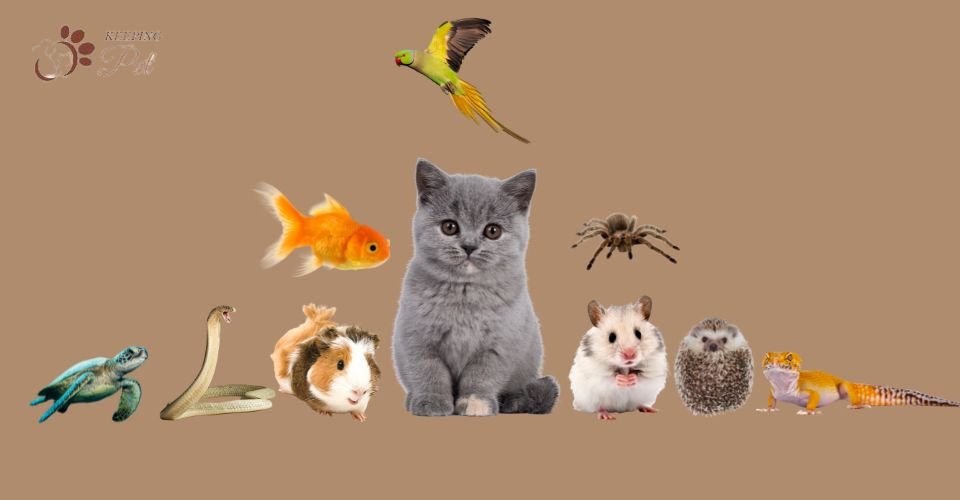 College Life with Pets: What You Need to Know