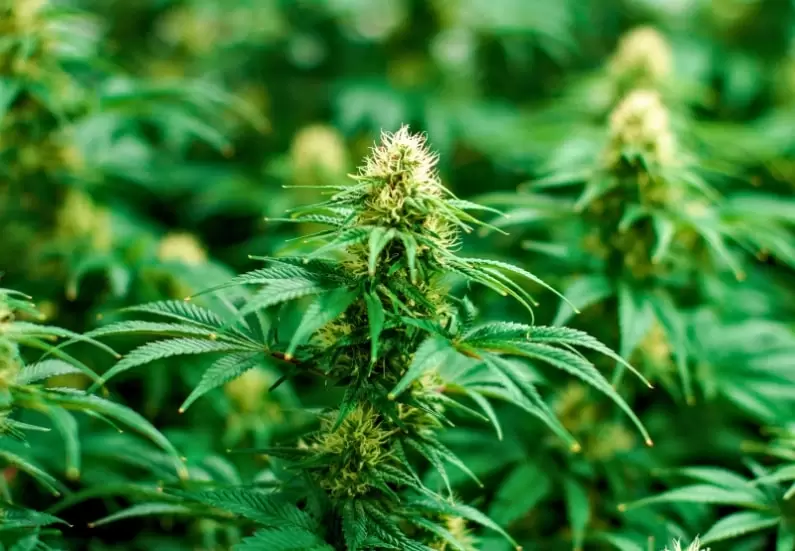 Cannabis Laws in Hawaii: Complete Legal Guide for Medical and Recreational Use