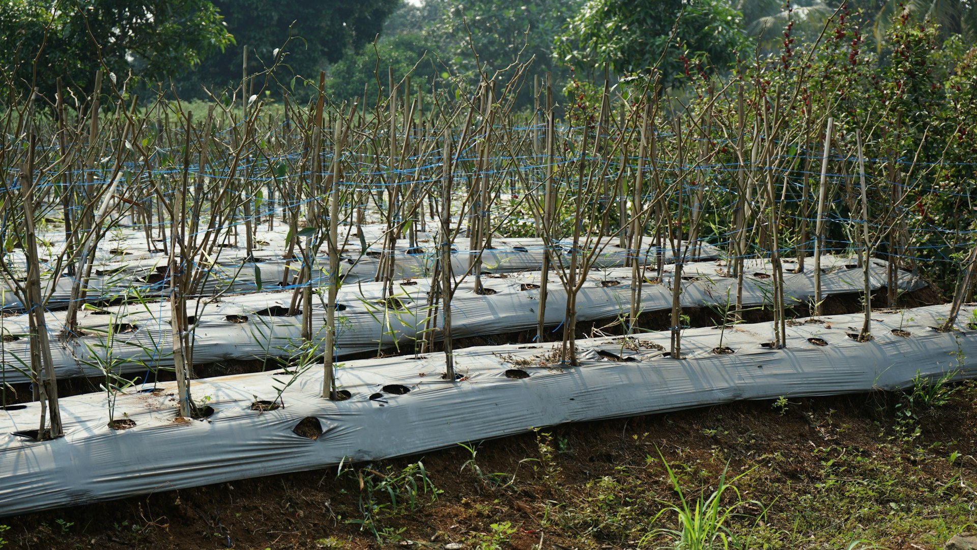 Transform Your Raised Beds: Low-Flow Drip Irrigation for Efficient, Healthy Gardens
