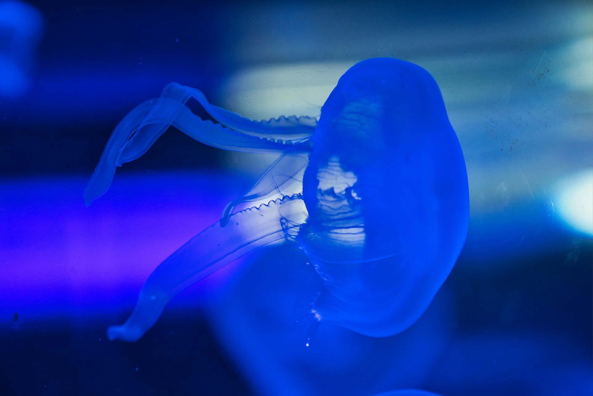 How Hologram Performances Are Shaping the Future of the Music Industry