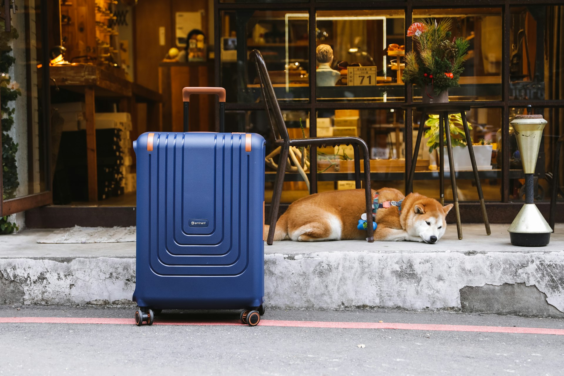 Discover Top Pet-Friendly Travel Destinations: Where Pets and People Explore Together
